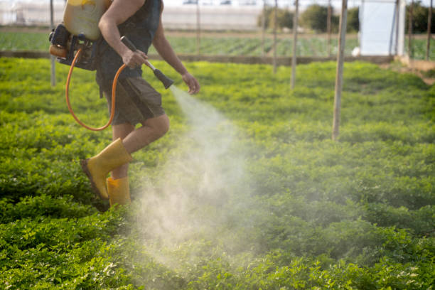Best Pest Control Near Me  in Rose, LA