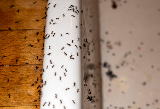 Best Best Pest Control Companies  in Rose, LA