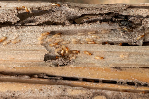 Best Affordable Pest Control Services  in Rose, LA